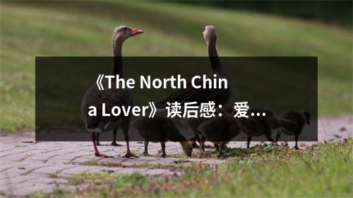 《The North China Lover》讀后感：愛在異國他鄉(xiāng)綻放 (700字)