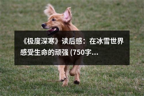 《極度深寒》讀后感：在冰雪世界感受生命的頑強(qiáng) (750字)