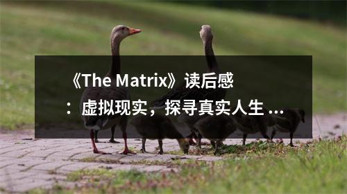 《The Matrix》讀后感：虛擬現(xiàn)實，探尋真實人生 (1050字)
