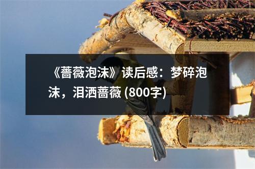《薔薇泡沫》讀后感：夢碎泡沫，淚灑薔薇 (800字)