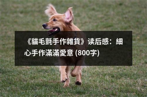 《貓毛氈手作雜貨》讀后感：細心手作滿滿愛意 (800字)