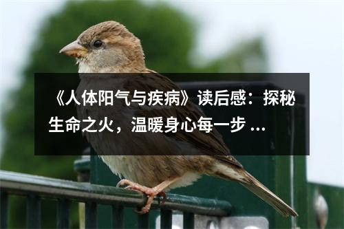 《人體陽氣與疾病》讀后感：探秘生命之火，溫暖身心每一步 (700字)