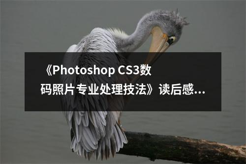 《Photoshop CS3數(shù)碼照片專業(yè)處理技法》讀后感：徜徉光影藝術(shù)之旅 (700字)