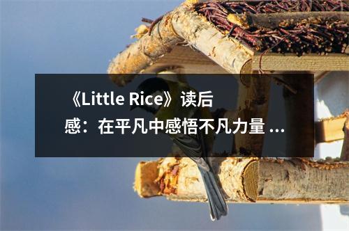 《Little Rice》讀后感：在平凡中感悟不凡力量 (750字)