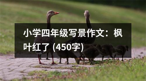 小學(xué)四年級寫景作文：楓葉紅了 (450字)