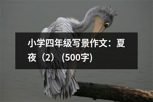 小學四年級寫景作文：夏夜（2） (500字)