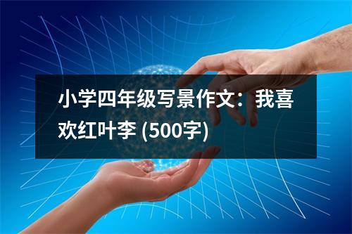 小學(xué)四年級(jí)寫景作文：我喜歡紅葉李 (500字)