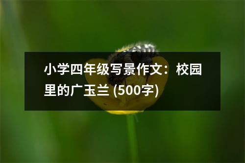 小學(xué)四年級(jí)寫(xiě)景作文：校園里的廣玉蘭 (500字)