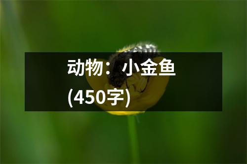 動物：小金魚 (450字)