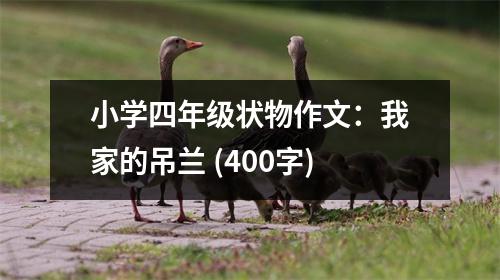 小學(xué)四年級狀物作文：我家的吊蘭 (400字)