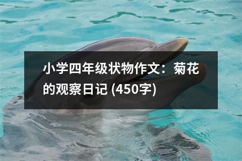 小學四年級狀物作文：菊花的觀察日記 (450字)