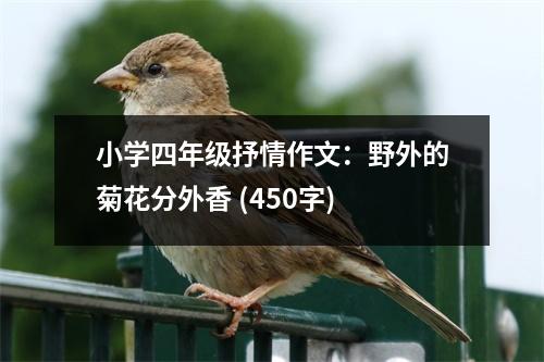 小學(xué)四年級抒情作文：野外的菊花分外香 (450字)
