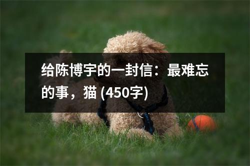 給陳博宇的一封信：最難忘的事，貓 (450字)