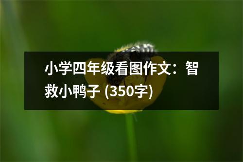小學四年級看圖作文：智救小鴨子 (350字)