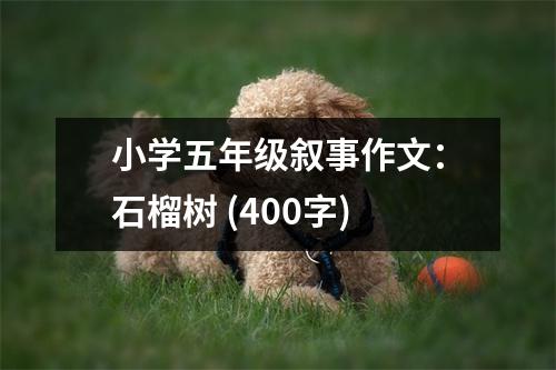 小學(xué)五年級敘事作文：石榴樹 (400字)