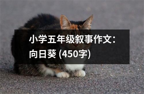 小學(xué)五年級敘事作文：向日葵 (450字)