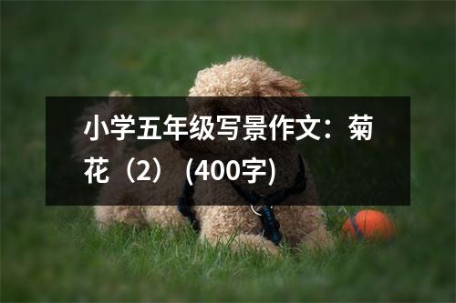 小學(xué)五年級(jí)寫景作文：菊花（2） (400字)