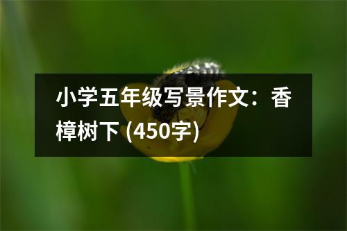 小學(xué)五年級(jí)寫(xiě)景作文：香樟樹(shù)下 (450字)