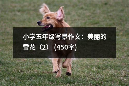 小學五年級寫景作文：美麗的雪花（2） (450字)