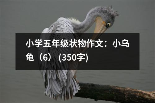 小學五年級狀物作文：小烏龜（6） (350字)