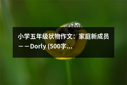 小學(xué)五年級狀物作文：家庭新成員－－Dorly (500字)
