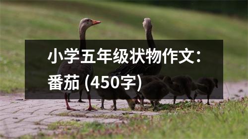小學(xué)五年級(jí)狀物作文：番茄 (450字)
