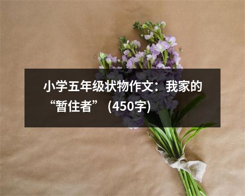 小學(xué)五年級(jí)狀物作文：我家的“暫住者” (450字)