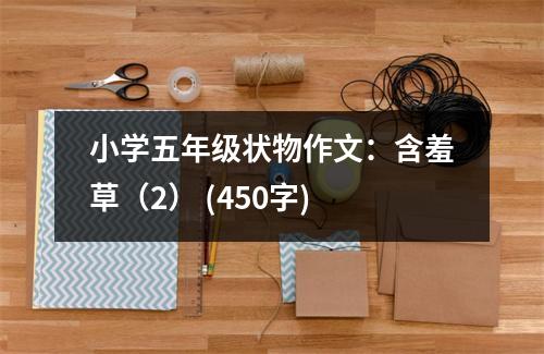 小學五年級狀物作文：含羞草（2） (450字)