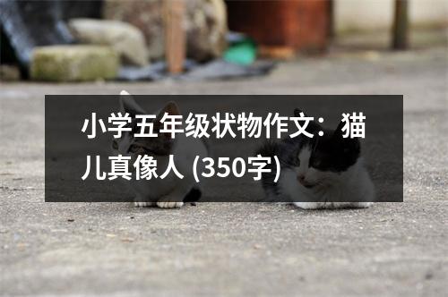 小學五年級狀物作文：貓兒真像人 (350字)