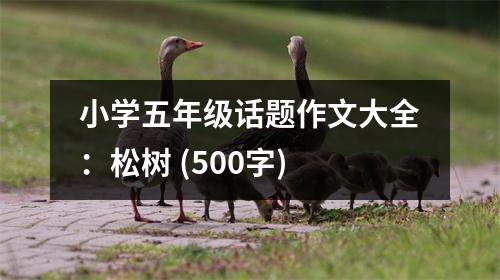 小學(xué)五年級話題作文大全：松樹 (500字)