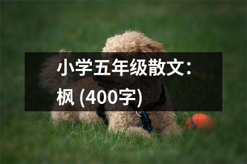 小學(xué)五年級散文：楓 (400字)