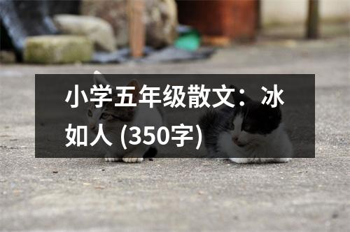 小學(xué)五年級(jí)散文：冰如人 (350字)