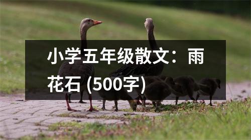 小學(xué)五年級散文：雨花石 (500字)