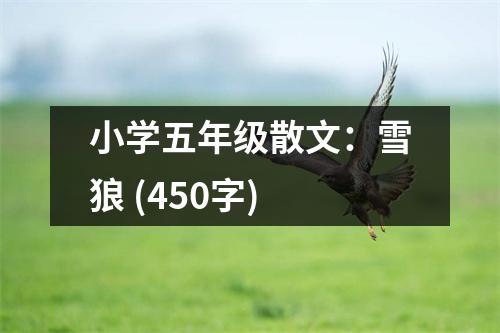 小學(xué)五年級(jí)散文：雪狼 (450字)