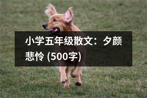 小學(xué)五年級(jí)散文：夕顏悲憐 (500字)