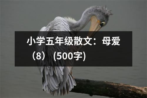 小學(xué)五年級散文：母愛（8） (500字)