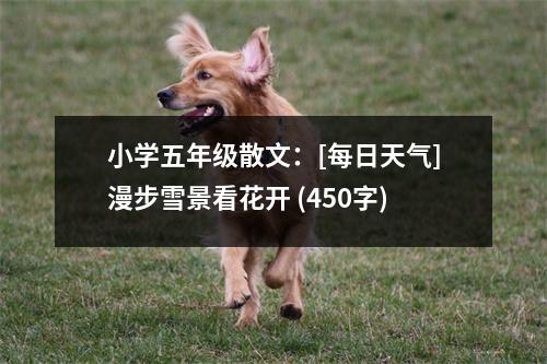 小學(xué)五年級散文：[每日天氣]漫步雪景看花開 (450字)