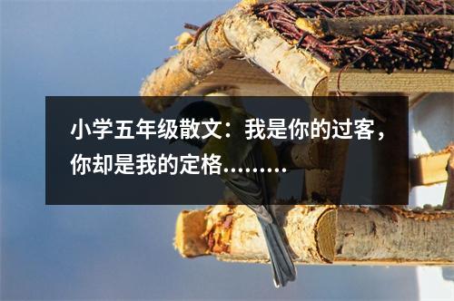 小學五年級散文：我是你的過客，你卻是我的定格......很美很美的句子！ (450字)