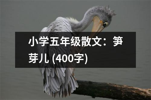 小學(xué)五年級散文：筍芽兒 (400字)