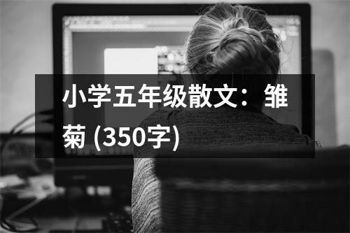 小學(xué)五年級(jí)散文：雛菊 (350字)