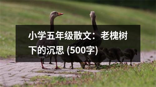 小學(xué)五年級散文：老槐樹下的沉思 (500字)
