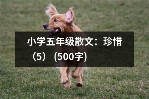 小學(xué)五年級(jí)散文：珍惜（5） (500字)