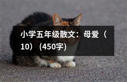 小學(xué)五年級(jí)散文：母愛（10） (450字)