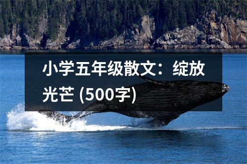 小學(xué)五年級散文：綻放光芒 (500字)