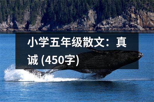 小學(xué)五年級(jí)散文：真誠(chéng) (450字)