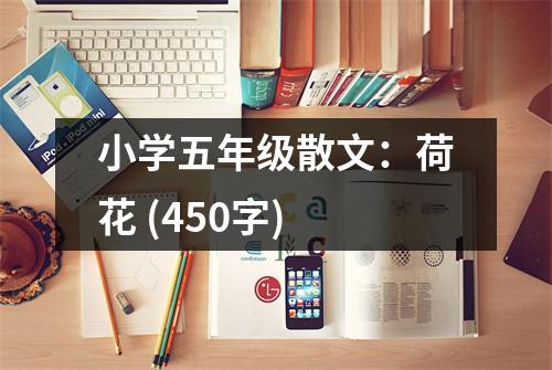 小學(xué)五年級散文：荷花 (450字)
