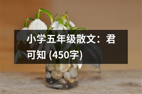 小學(xué)五年級散文：君可知 (450字)
