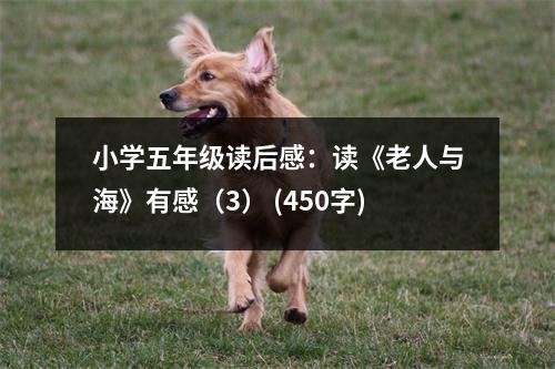 小學(xué)五年級(jí)讀后感：讀《老人與?！酚懈校?） (450字)