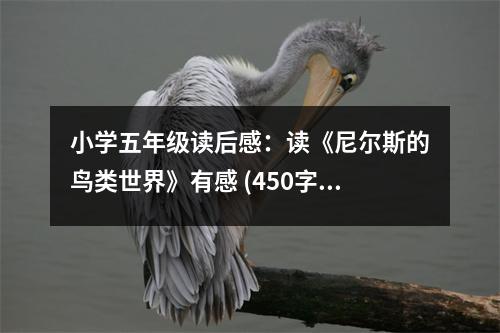 小學(xué)五年級讀后感：讀《尼爾斯的鳥類世界》有感 (450字)