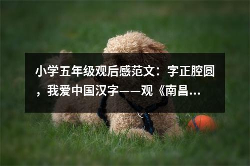 小學(xué)五年級(jí)觀后感范文：字正腔圓，我愛中國(guó)漢字——觀《南昌漢字聽寫大會(huì)》有感 (500字)